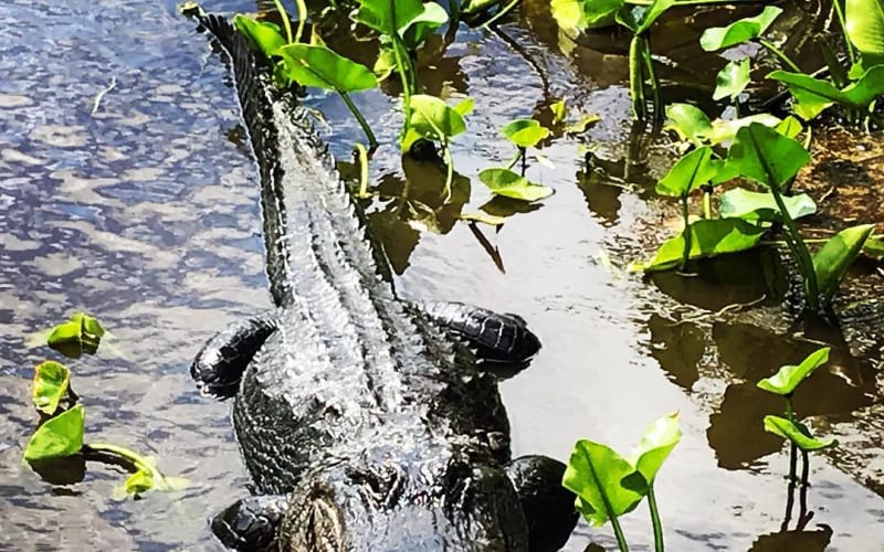 Eagle Bay Airboat Rides, from its own website
