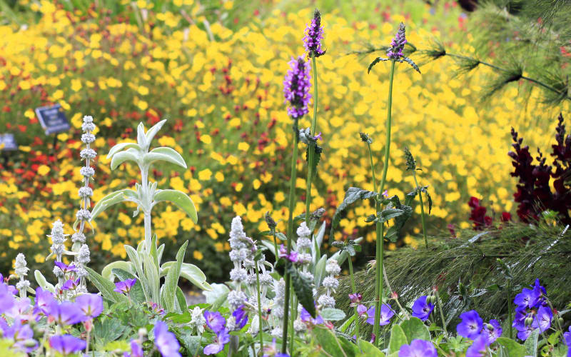 Mendocino Coast Botanical Gardens, from its own website