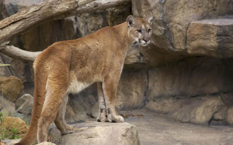 Orange County Zoo, from its own website