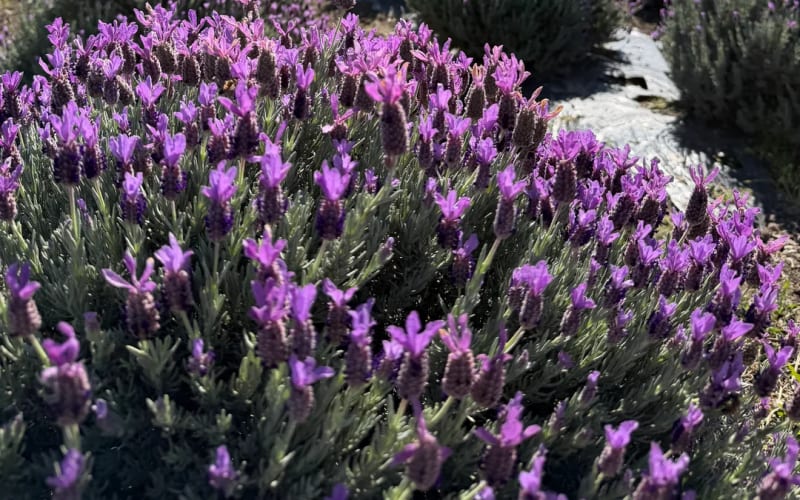 Tanaka Farms, from its own website