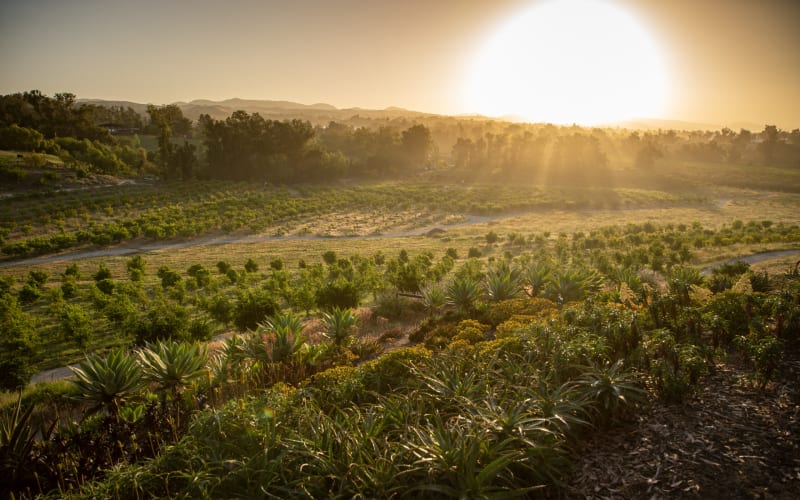 Apricot Lane Farms, from its own website