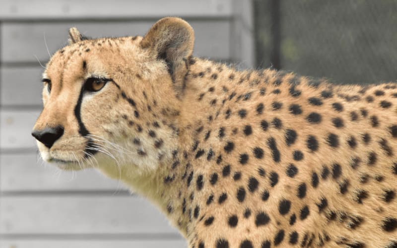 Panther Ridge Conservation Center, from its own website