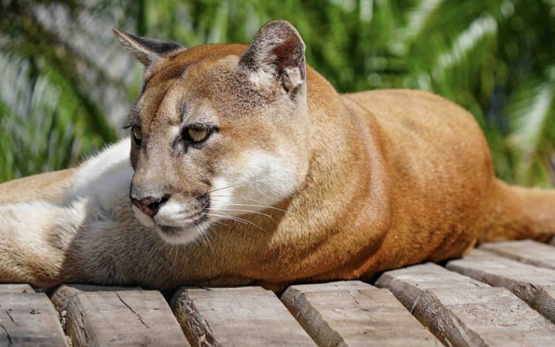 Big Cat Habitat, from its own website