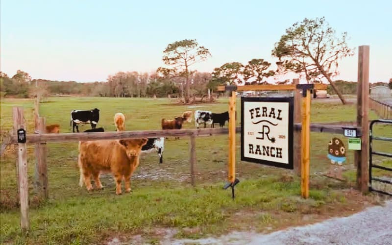 Feral Ranch, from its own website