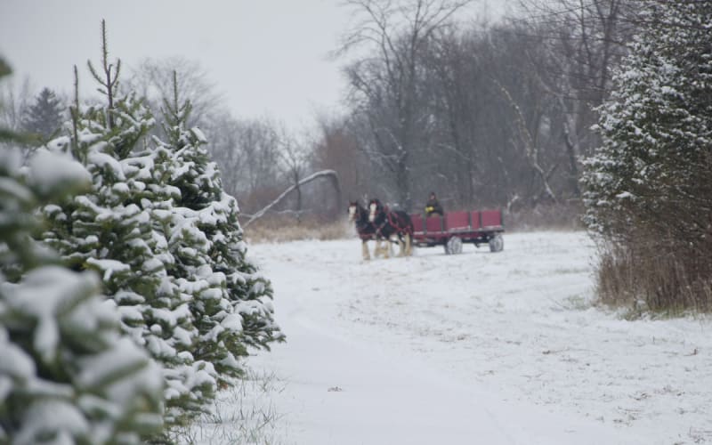Kaleidoscope Farms, from its own website