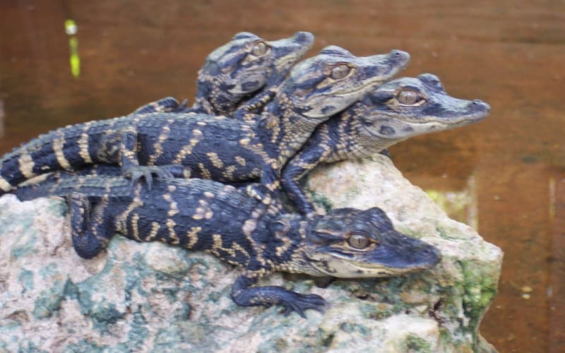 Tigertail Airboat Tours, from its own website