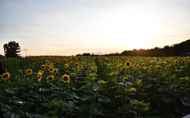 Styer Orchard, from its own website