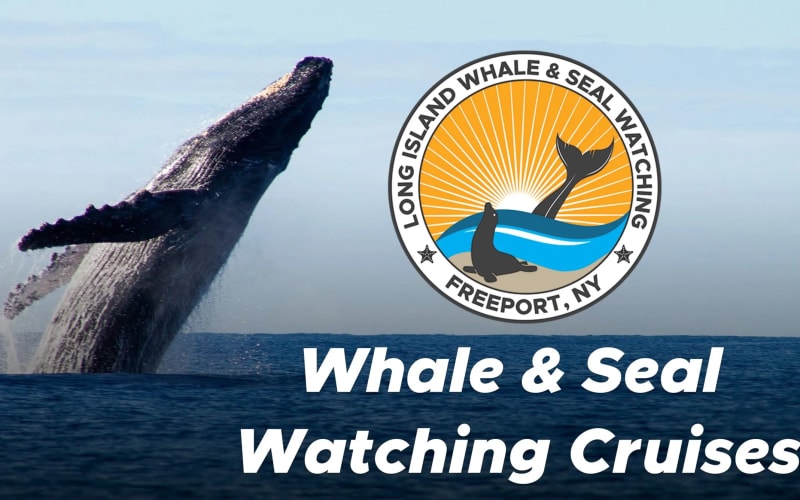 Long Island Whale and Seal Watching, from its own website