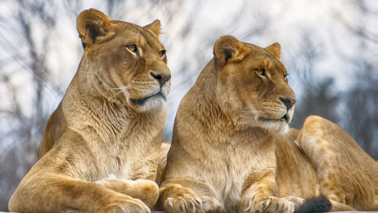 Seneca Park Zoo, from its own website