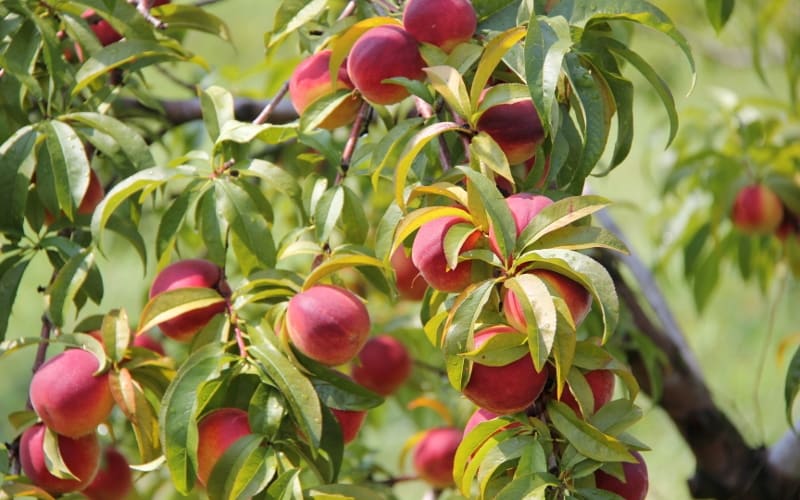 Wilkens Fruit & Fir Farm, from its own website