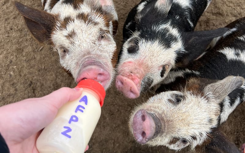 Animal Farm Petting Zoo, from its own website