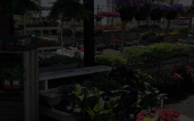 Dr Davies Farm, from its own website