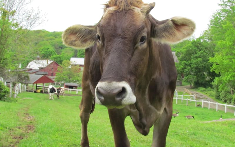 Muscoot Farm, from its own website