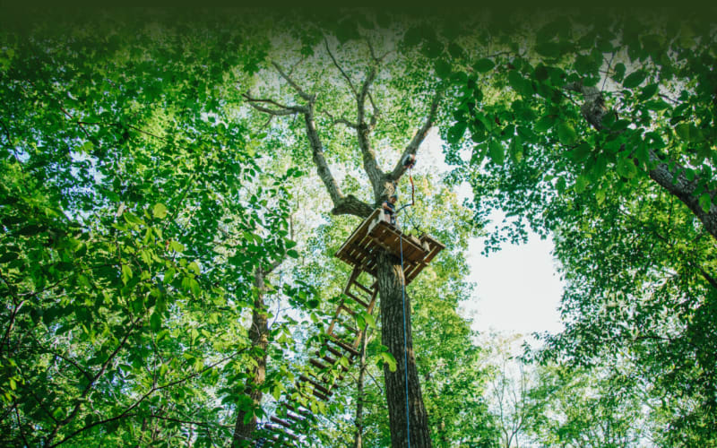 NYzipline, from its own website