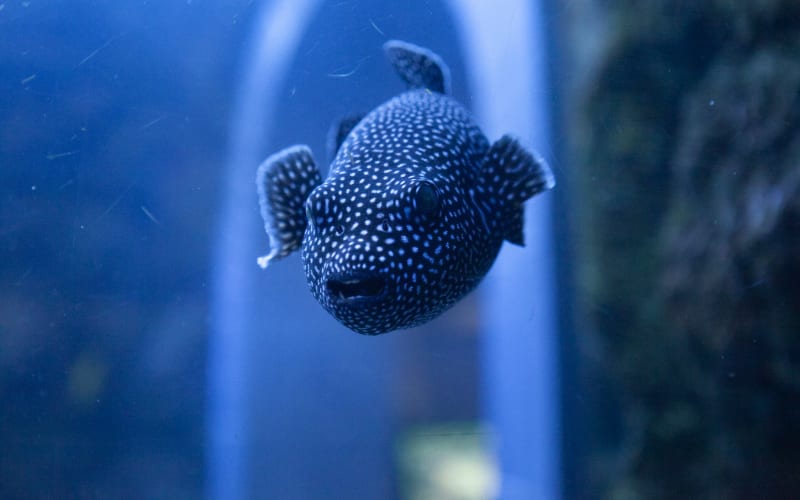 The Dallas World Aquarium, from its own website