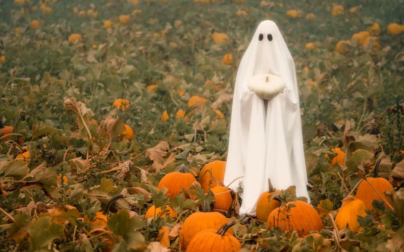 Lantern Farm Christmas Trees, Pumpkin Patch, & Corn Maze, from its own website
