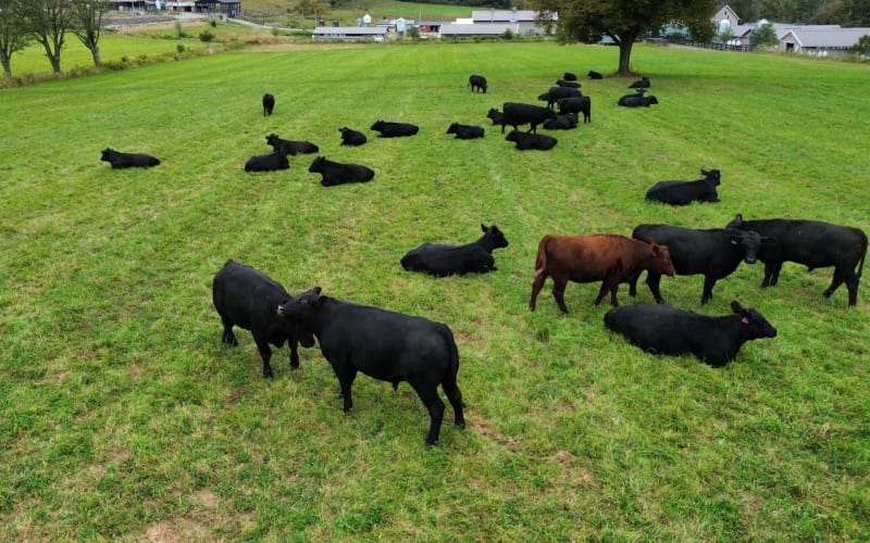Hemlock Hill Farm, from its own website