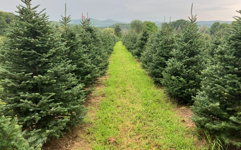 Springside Farm, from its own website