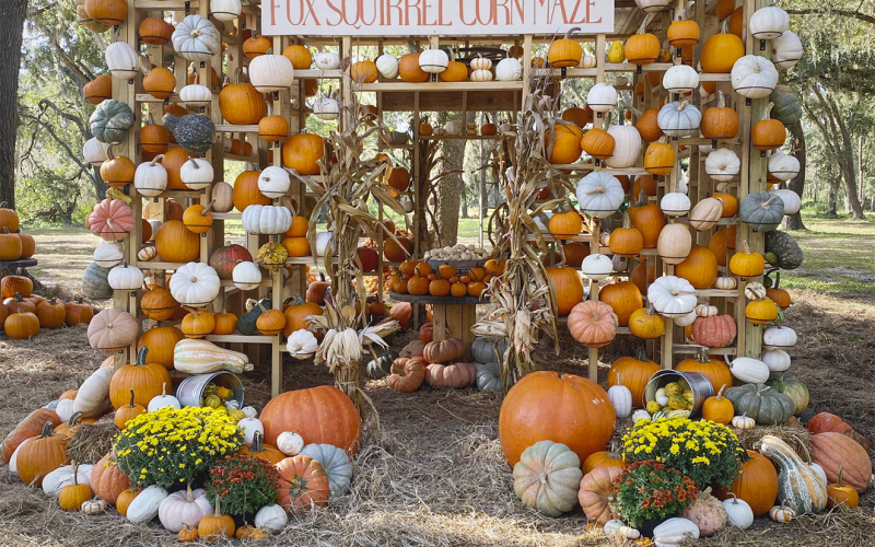 Fox Squirrel Corn Maze, from its own website