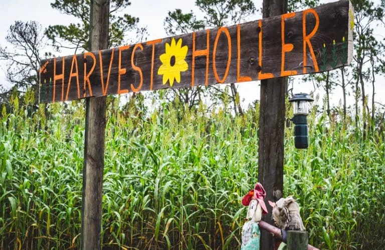 Harvest Holler Corn Maze and Pumpkin Patch, from its own website