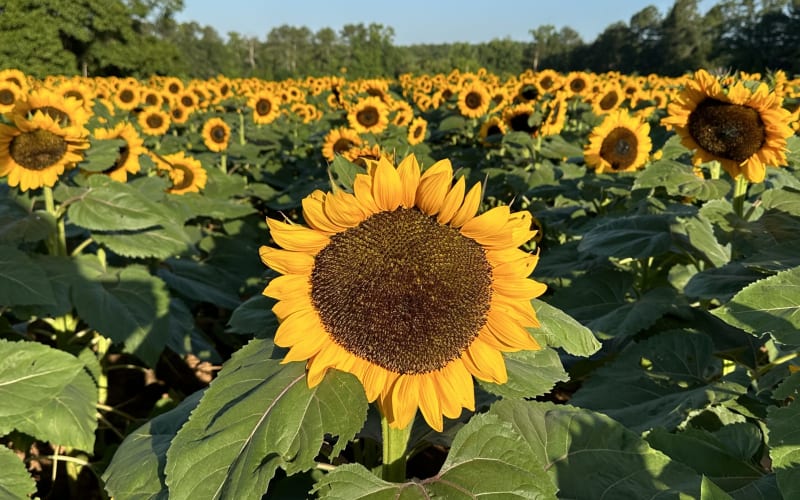 Southern Belle Farm, from its own website