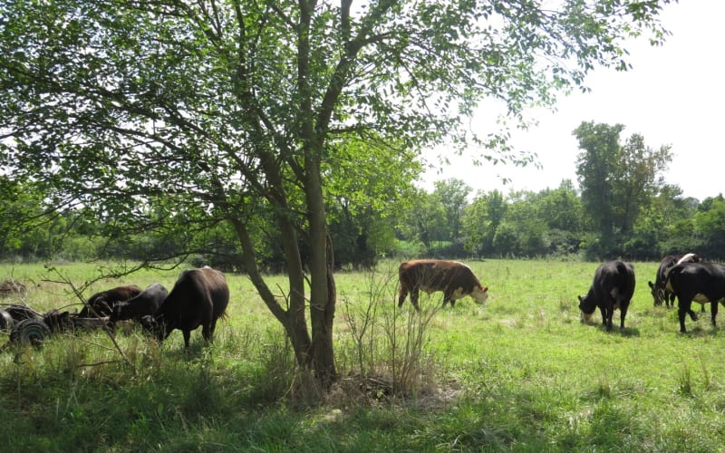 Warrick Farm, from its own website