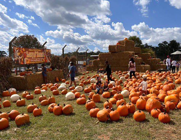 Lazy 5 Ranch, from its own website