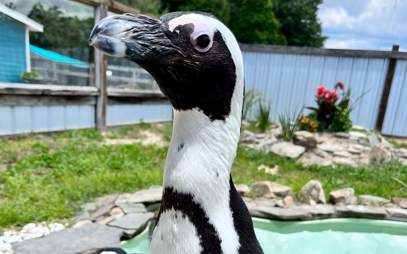 Emerald Coast Zoo, from its own website