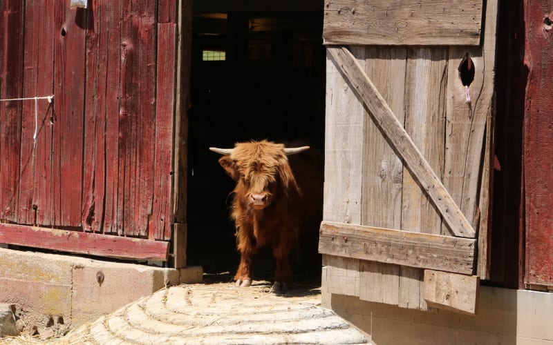 46 Ranch, from its own website