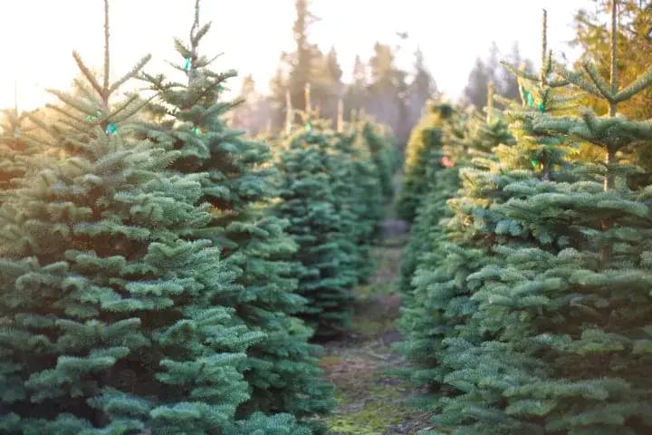 Pronzini Farms Christmas Trees & Pumpkin Patch, from its own website