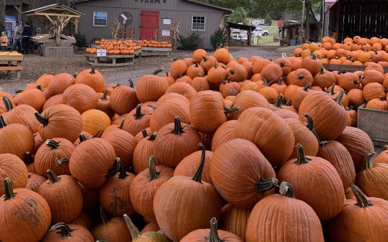 Walden Pumpkin Farm, from its own website