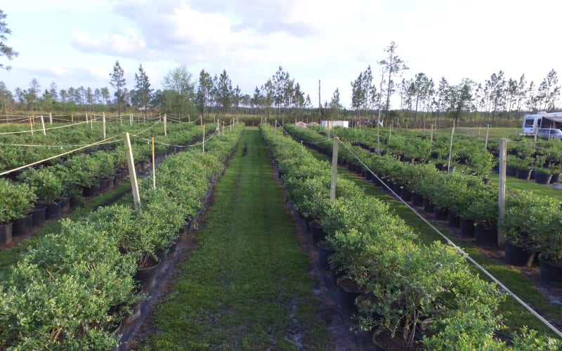 Blu By U Blueberry Farm, from its own website