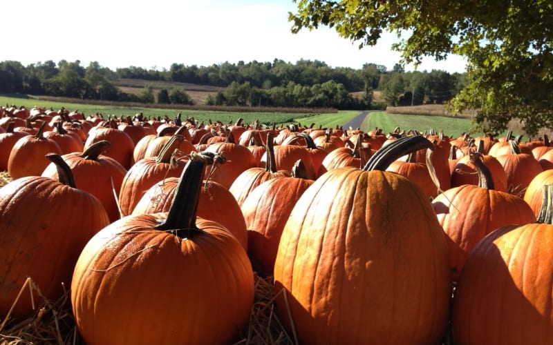 Boyd's Pumpkin Patch and Corn Maze, from its own website