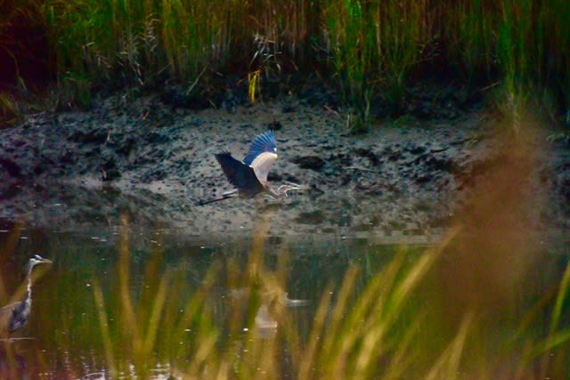 Alley Pond Environmental Center, from its own website