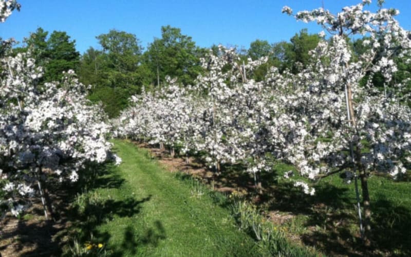 Critz Farms, from its own website