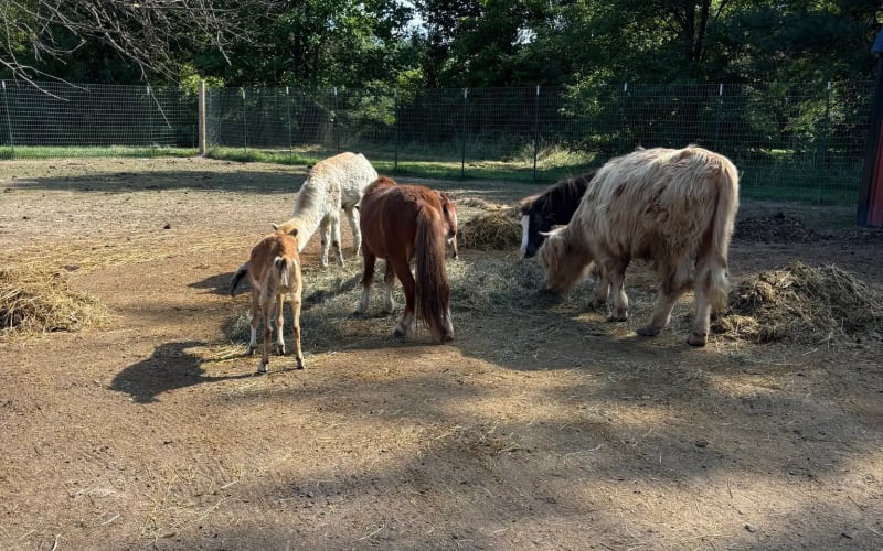 Abner Farms, from its own website