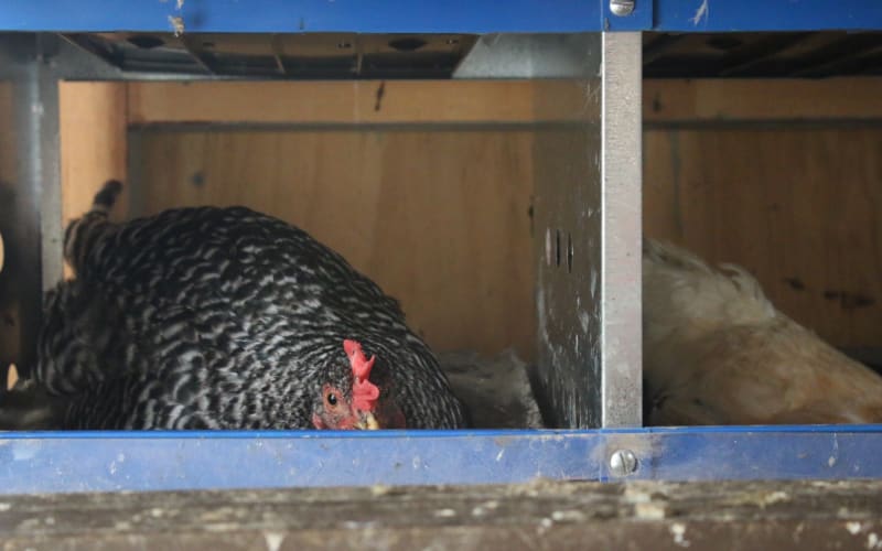 Bugle Boy Farm, from its own website