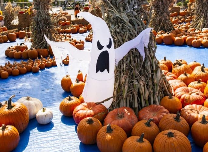 ABC Tree Farms & Pick of the Patch Pumpkins - Camden, from its own website