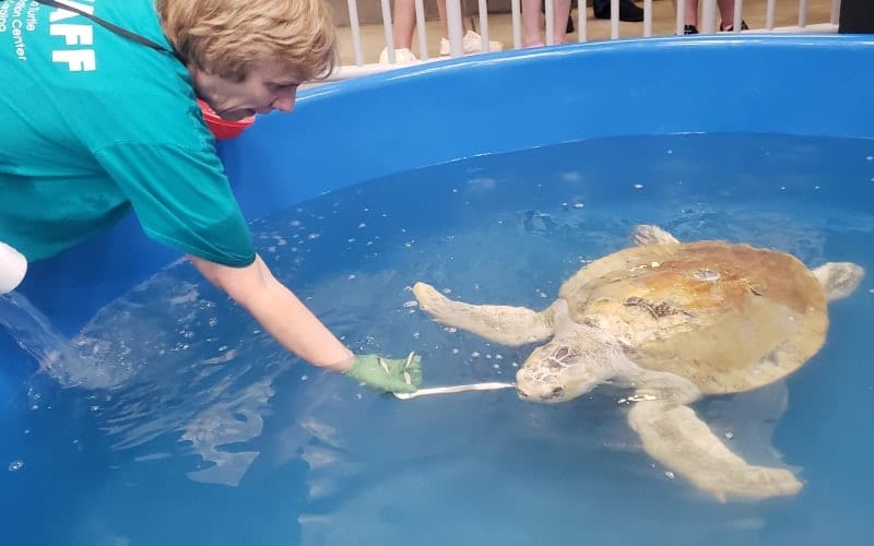 Karen Beasley Sea Turtle Rescue and Rehabilitation Center, from its own website