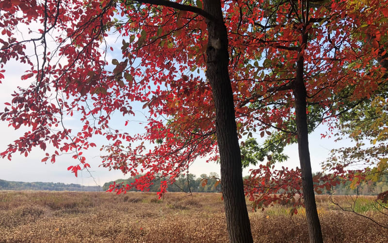 Carol H Sweet Nature Center, from its own website