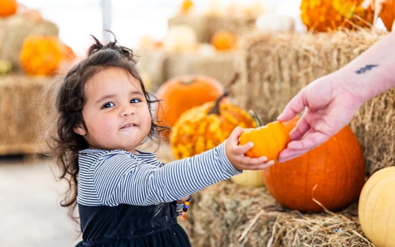 Hill Country Pumpkins, from its own website