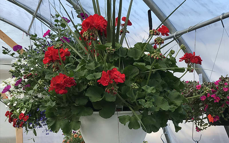 Candella's Farm & Greenhouses, from its own website