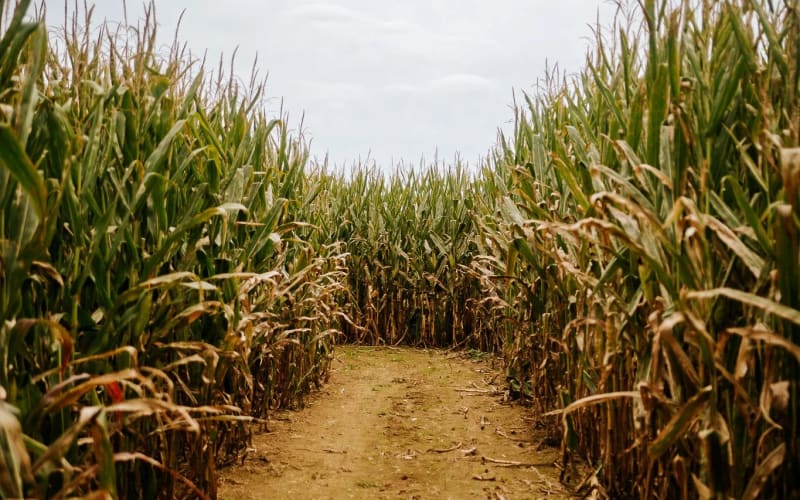 Seyfert's Corn Maze, from its own website
