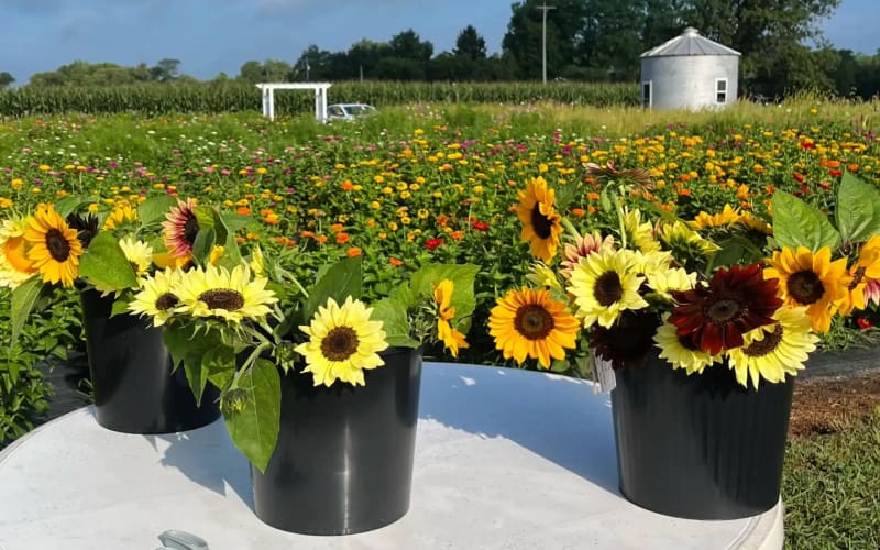 Talisman Farm, from its own website