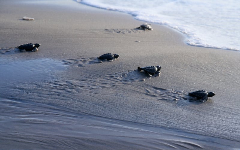 Sea Turtle, from its own website