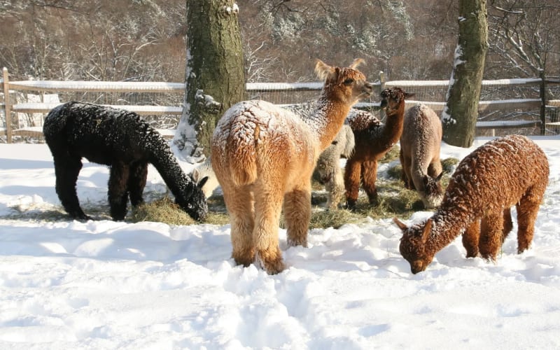 Faraway Farm Alpacas, from its own website