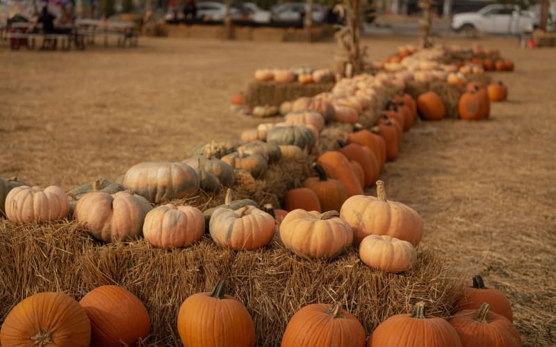Pumpkin Palooza, from its own website