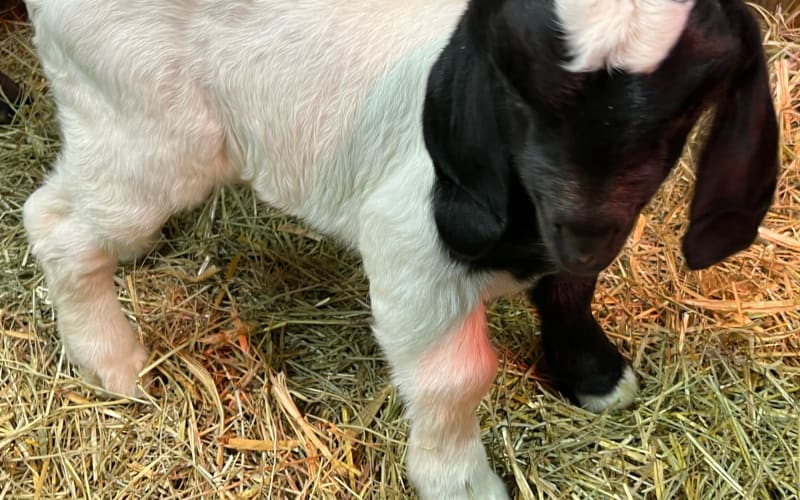 Fox Chase Farm, from its own website