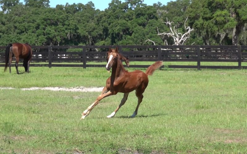 Farm Tours of Ocala, from its own website