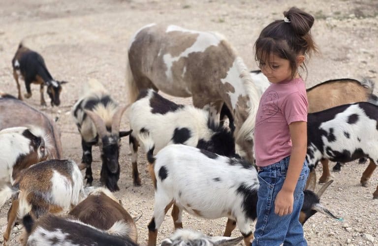 Addie's Petting Zoo (MOBILE), from its own website